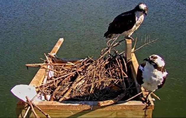 audubon live cam