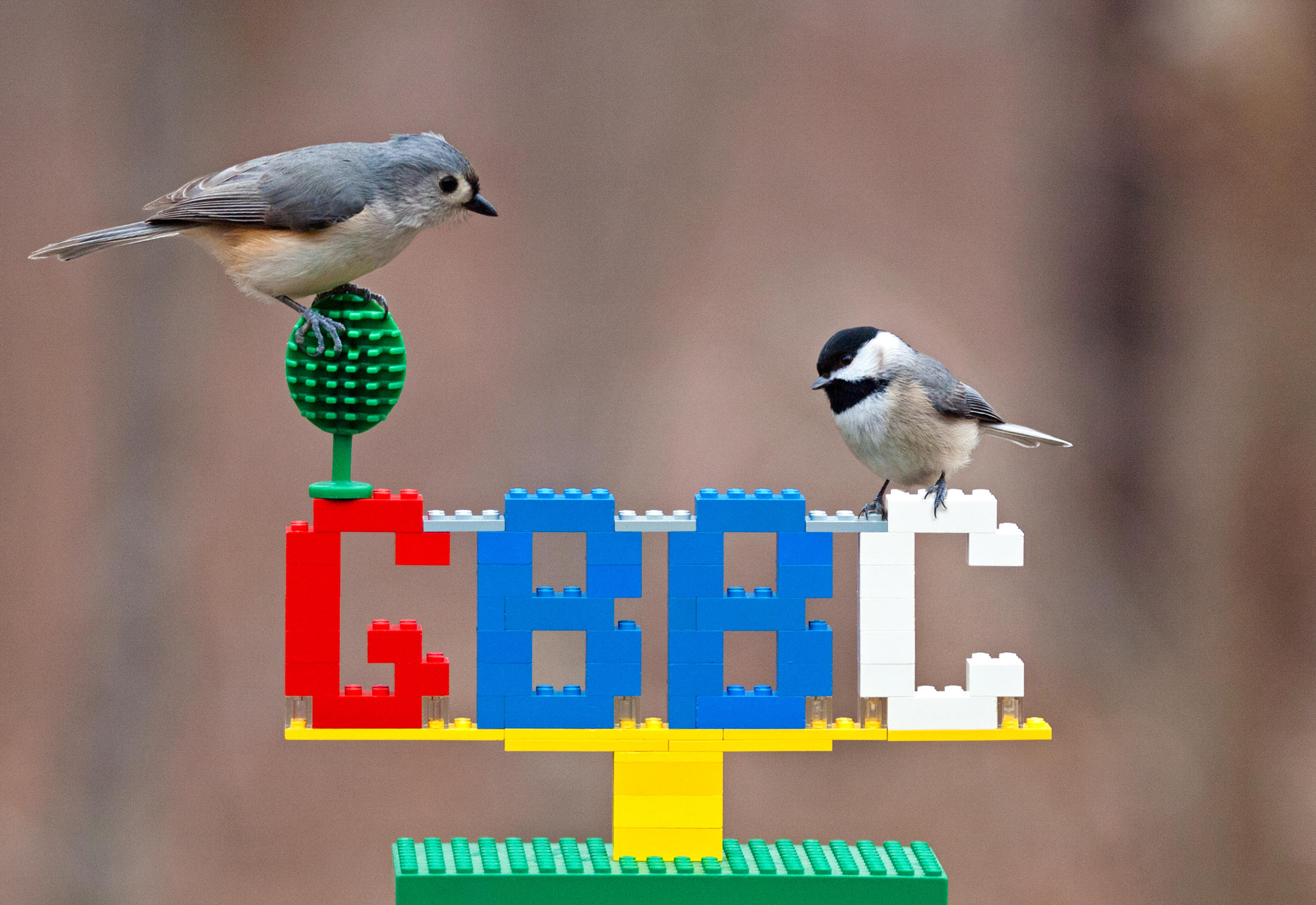 The Great Backyard Bird Count | Audubon Connecticut
