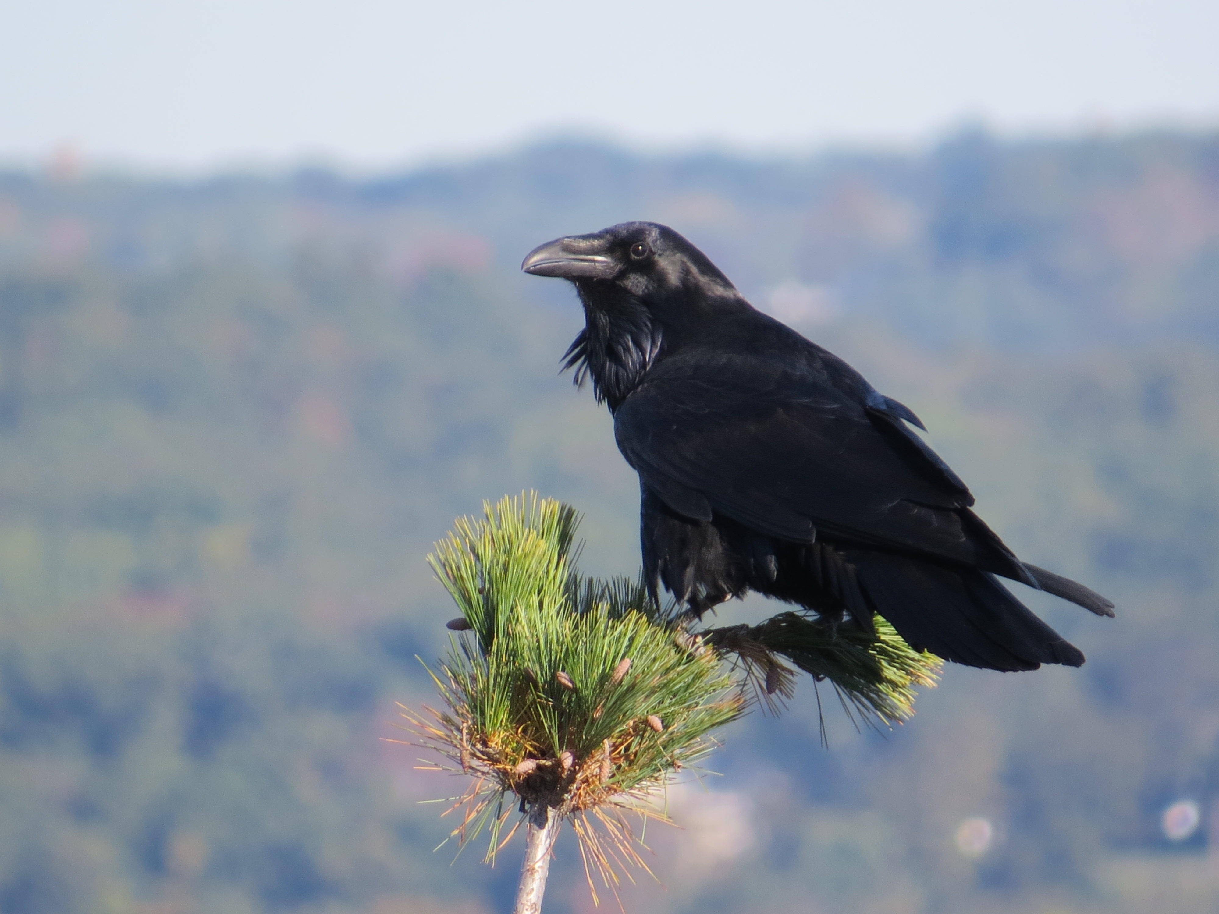 Common Raven Audubon Connecticut