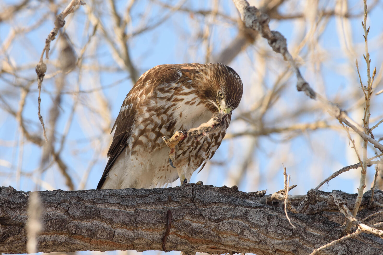 Red-tailed Hawk perches on branch with one talon extended to hold partial body of a rodent. The other side of the animal is in its mouth.