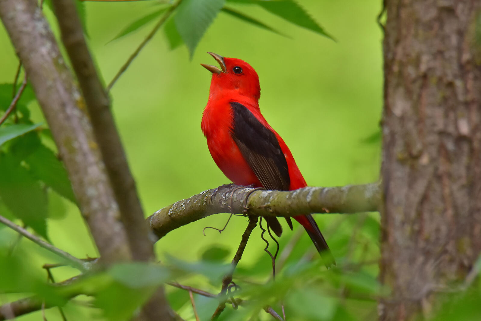 Scarlet Tanager red bird with black beak and black wings sings from branch in front of green foliage