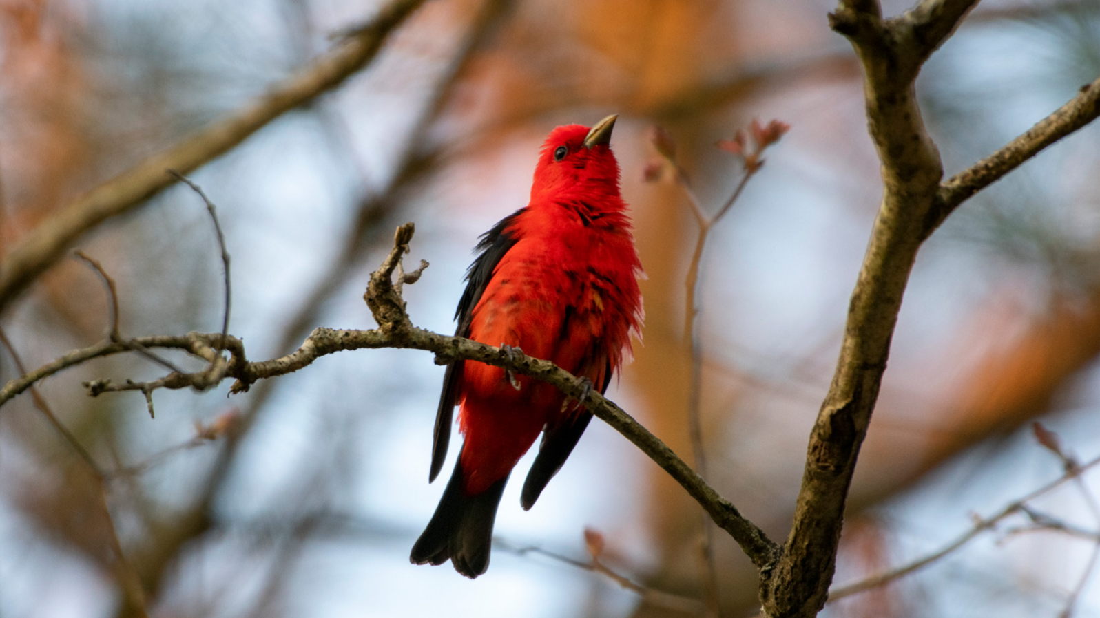 A male Scarlet Tanager perches on a branch, viewed from below as it looks ahead.