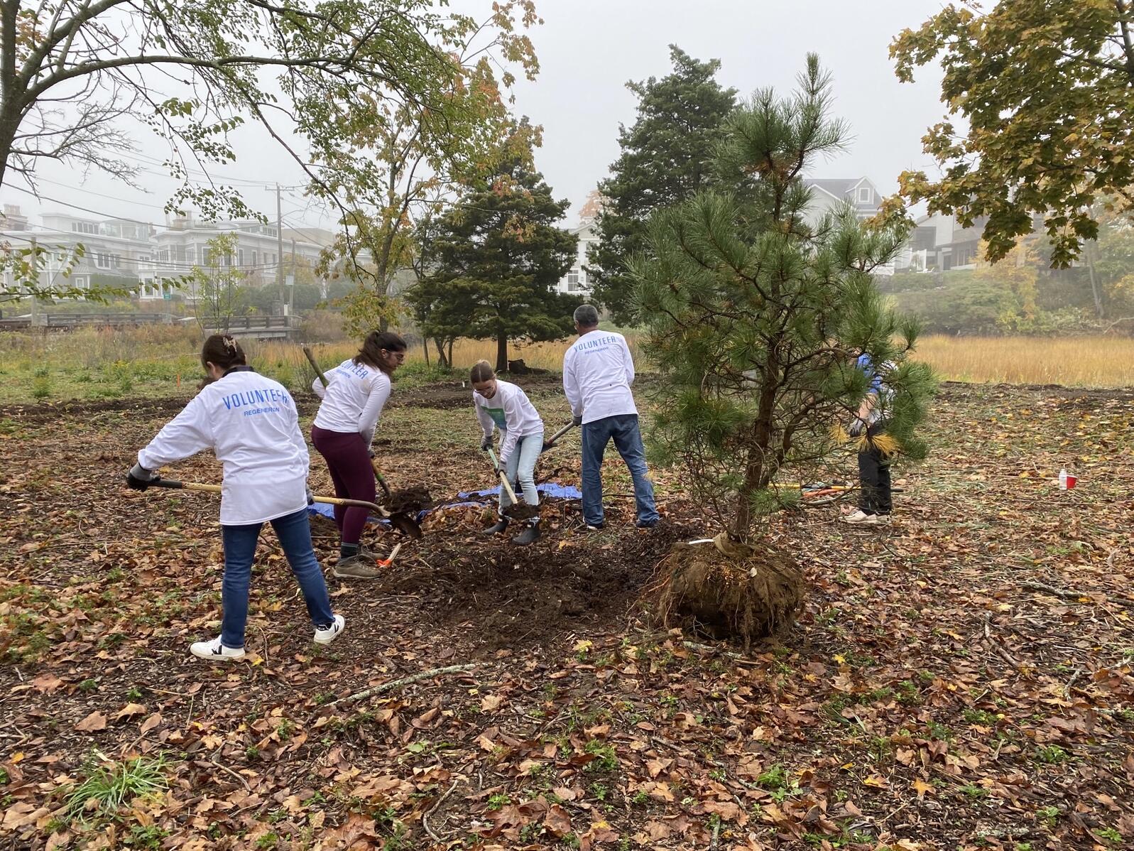 A group of volunteers helps dig a hole into which a native tree is being planted