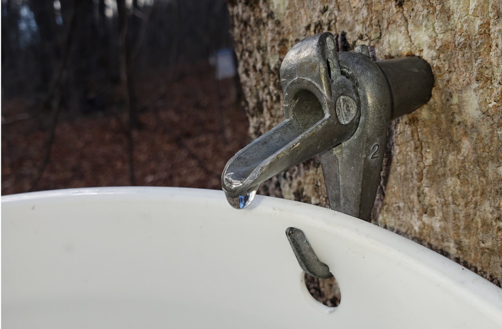 Close up on a droplet of clear sap coming out of a metal tree tap in a sugarbush