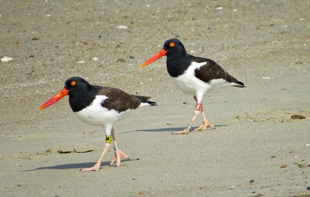 This Oystercatcher Couple Proves There’s No Wrong Way to Love