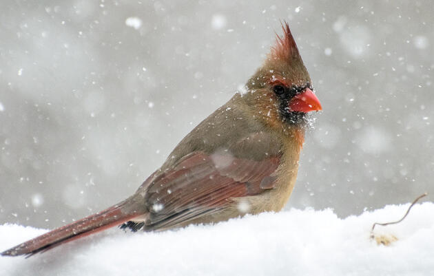 Discovering Winter Birding