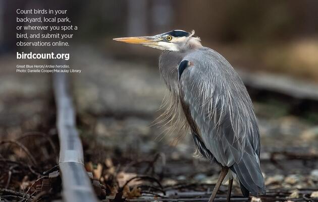 Great Backyard Bird Count at Grass Island Park