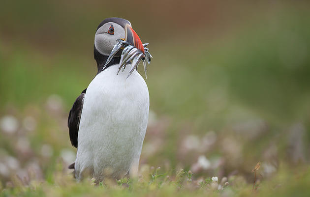 Audubon Backs New Bill to Bolster Small Fish That Struggling Seabirds Need to Survive