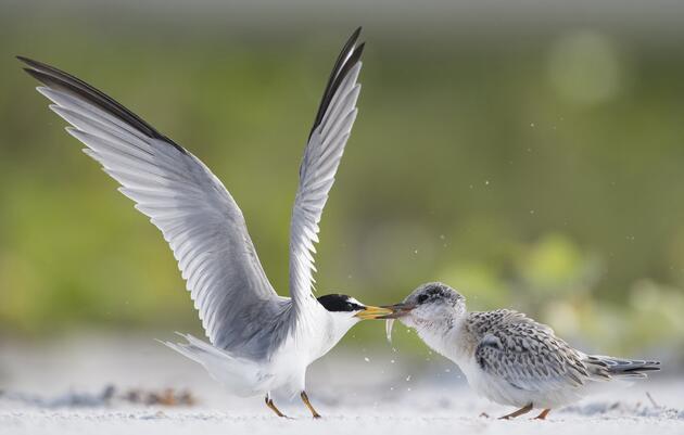 How to Practice Safe, Ethical Shorebird Photography