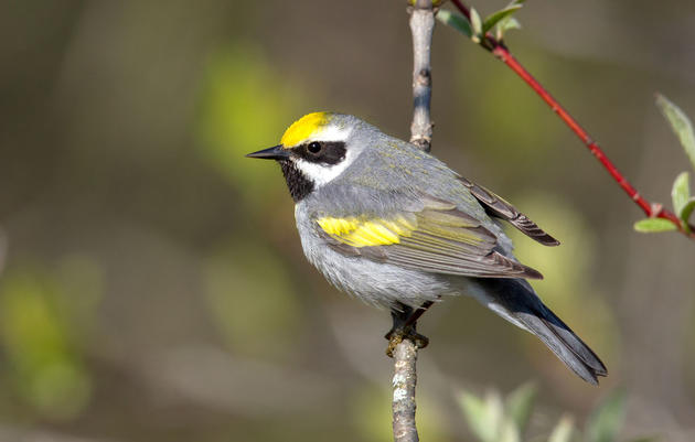 Audubon Applauds Advance of Wildlife Recovery Bill by House Committee