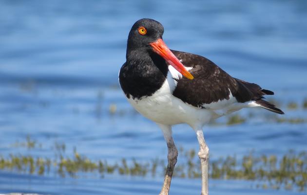 American Oystercatcher Nest Survives Washout, and Other Firsts