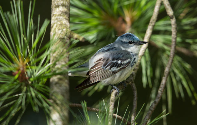 Are Cerulean Warblers Increasing in Connecticut?