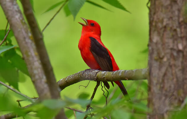 Who's Making Bird-Friendly Maple Products in Connecticut?