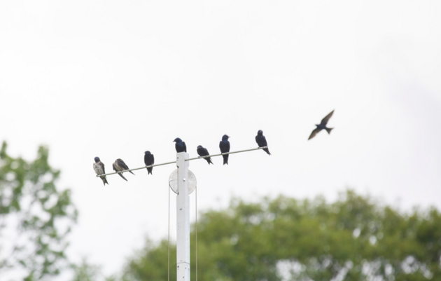 Connecticut's Purple Martins Get a New Place to Nest