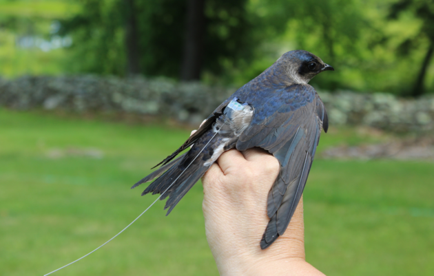 A New Frontier for Purple Martin Conservation in Northwest Connecticut