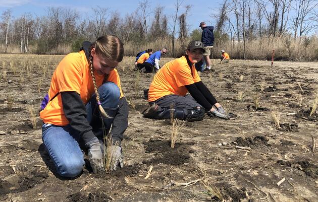 Over 138,000 Plugs Planted at Great Meadows Marsh 