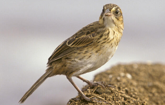 Is the Saltmarsh Sparrow Headed for Extinction?