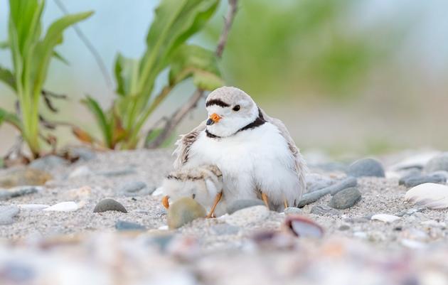 2019 Shorebird Numbers Reflect a Safer Shoreline
