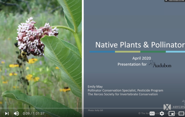 An Inside Look: Native Plants and Pollinators