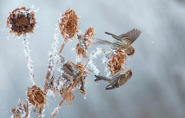 Winter tips to best manage your land for birds