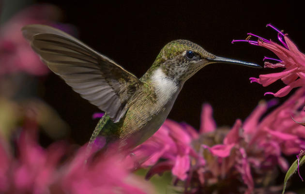 10 Terrific Plants for Hummingbirds—and Pollinators
