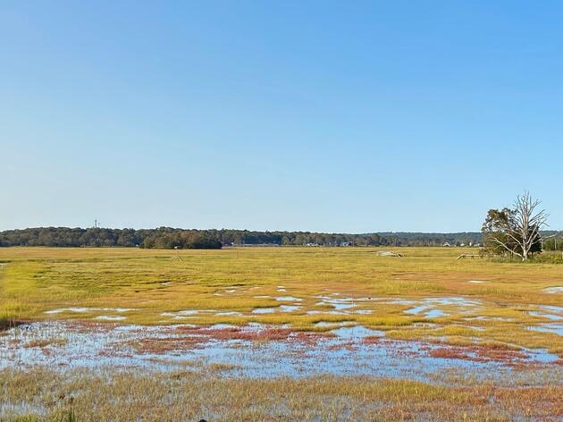 Salt Marsh Projects in Connecticut Aim to Create More Resilient Coastline