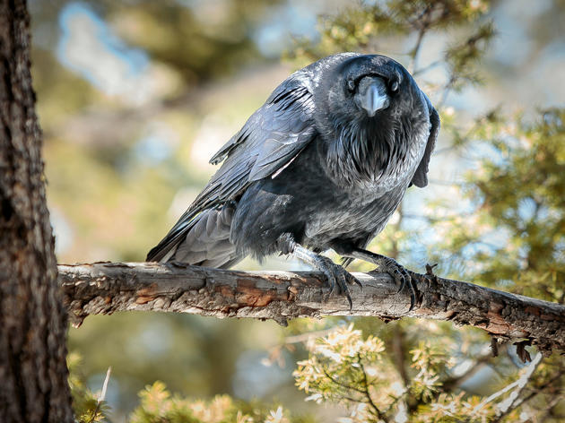 Listen to the Sweet, Soft Warble Common Ravens Sing to Their Partners 