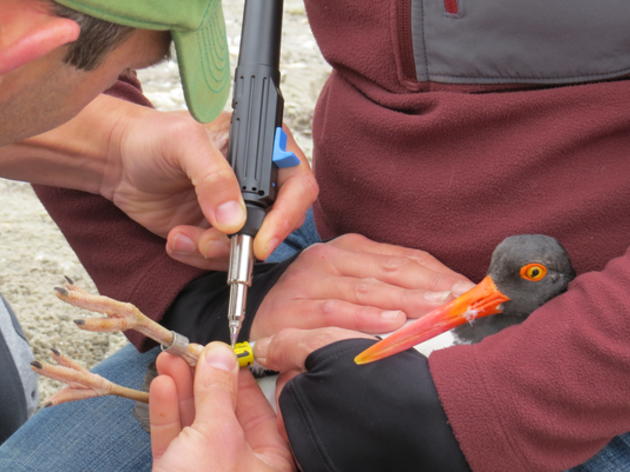 Audubon Launches State's First American Oystercatcher Banding Program