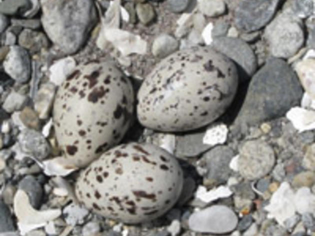American Oystercatcher Project Takes Wing