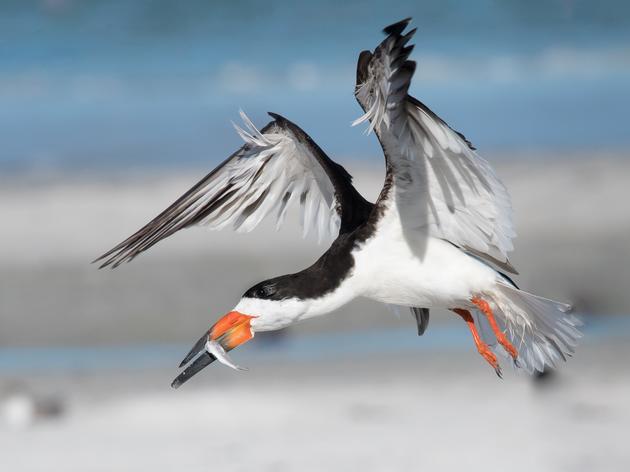 How Will New Offshore Wind Projects Affect Connecticut’s Birds and Wildlife?