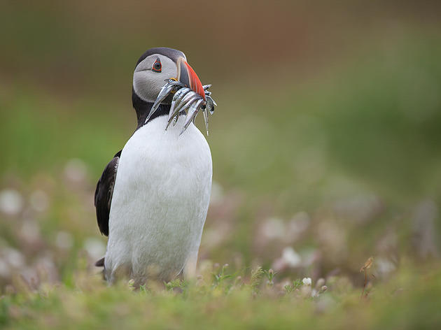 Audubon Backs New Bill to Bolster Small Fish That Struggling Seabirds Need to Survive