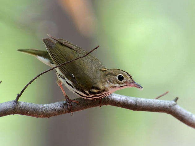 State Brief: Birds and Climate in Connecticut 