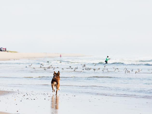 Dogs on Beaches: Know Before You Go