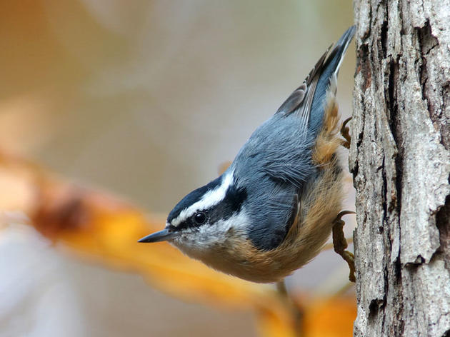 Audubon Invites You to Celebrate 120 Years of the Annual Christmas Bird Count