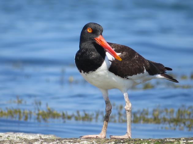 American Oystercatcher Nest Survives Washout, and Other Firsts