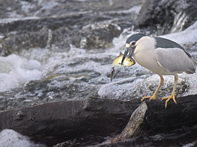 Low river herring numbers threaten our Long Island Sound ecosystem