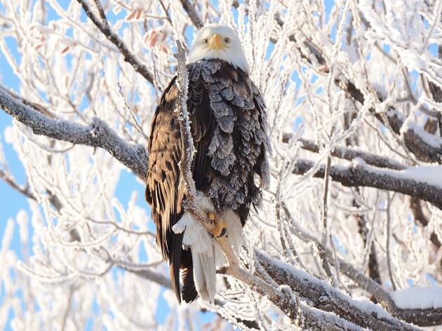 Where to See Bald Eagles in Connecticut
