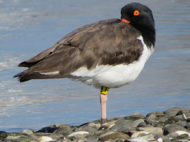 New Insights into Connecticut's American Oystercatcher Population