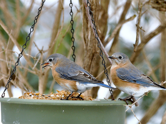Keeping Your Feeder Birds Safe This Winter
