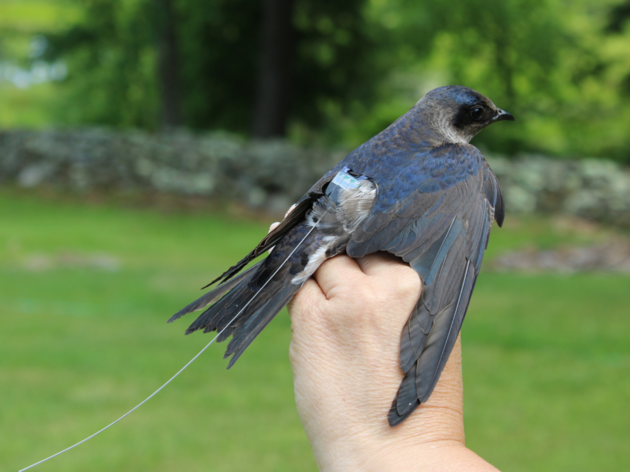 A New Frontier for Purple Martin Conservation in Northwest Connecticut