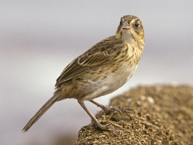 Is the Saltmarsh Sparrow Headed for Extinction?