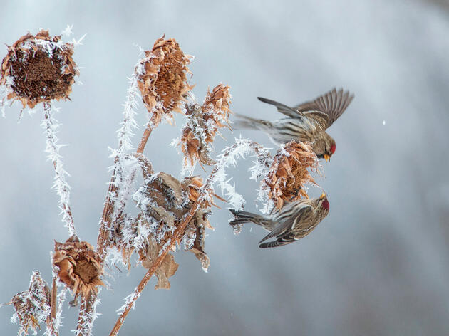 Winter tips to best manage your land for birds