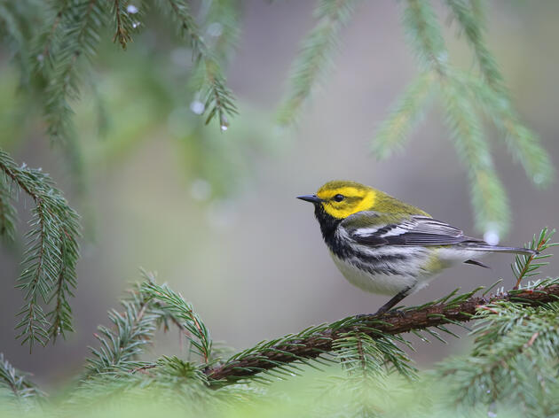Free Guide: Managing Forests for Trees and Birds in Connecticut