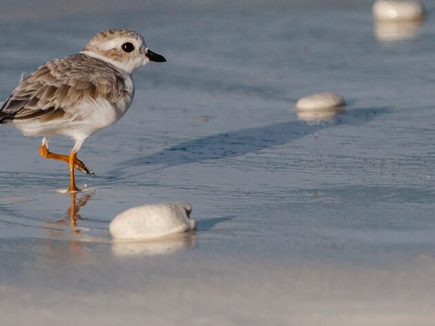 Can Individual Actions Save Threatened Birds? Two Local Beaches Chosen for Beach- Nesting Bird Study