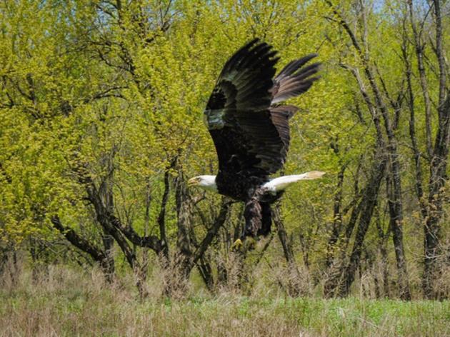 Bald Eagle Saved by Audubon Sharon