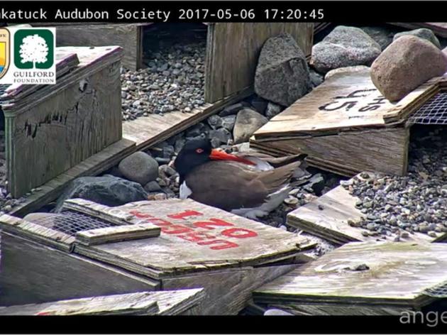 Falkner Island Seal and American Oystercatcher - Cam One (Undergoing Repairs)