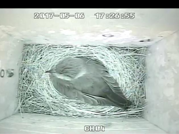 Menunkatuck Audubon Society's Feeder & Nest Box Cam