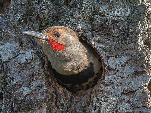 Managing Forests for Trees and Birds in Connecticut