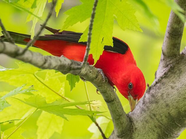 Audubon Receives Forest Landowner Support Award for Bird-Friendly Maple Program