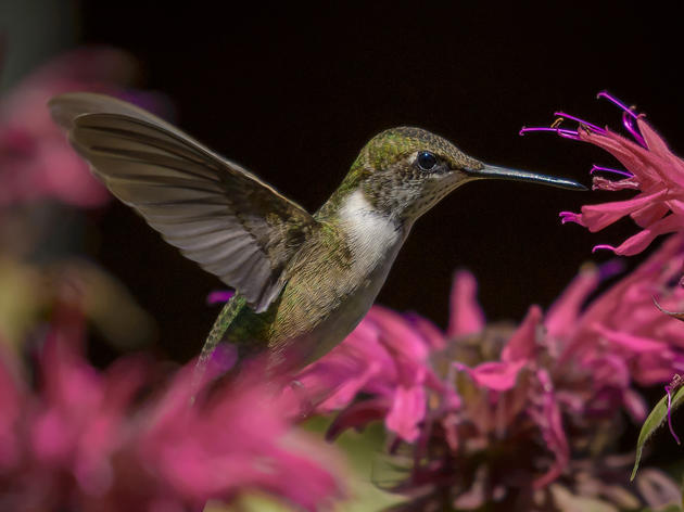 10 Terrific Plants for Hummingbirds—and Pollinators